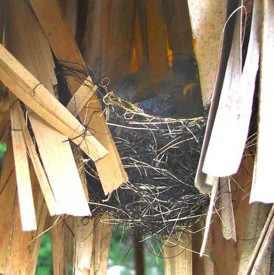 Hooded Oriole nest