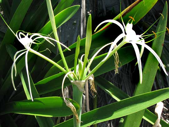 Beach Spiderlily, HYMENOCALLIS LITTORALIS