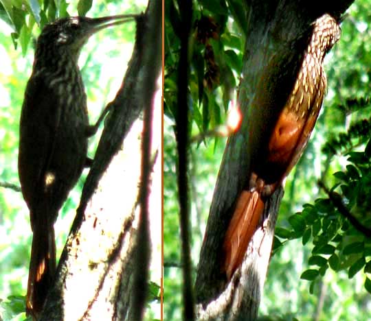 Ivory-billed Woodcreeper, XIPHORHYNCHUS FLAVIGASTER