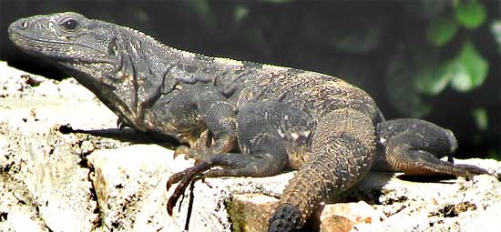 Black Iguana, CTENOSAURA SIMILIS