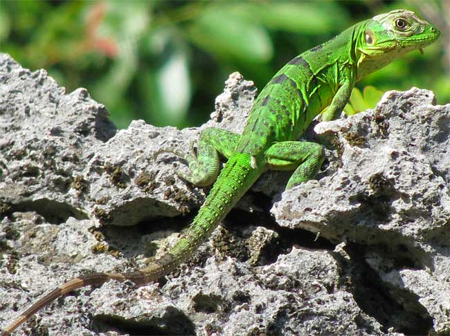 green juvenile of Black Iguana, CTENOSAURA SIMILIS