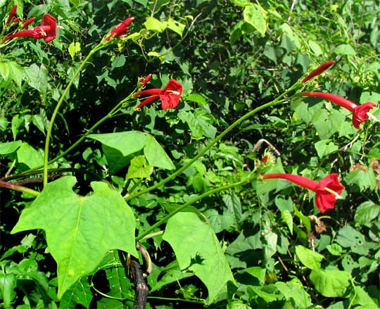 Red Morning-glory, IPOMOEA COCCINEA