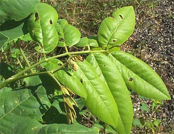 Jabin, Jabim, Fish-poison Tree or Jamaican Dogwood -- PISCIDIA PISCIPULA