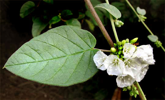 JACQUEMONTIA NODIFLORA