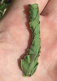 leaf tube nests of leafcutter bees, genus MEGACHILE