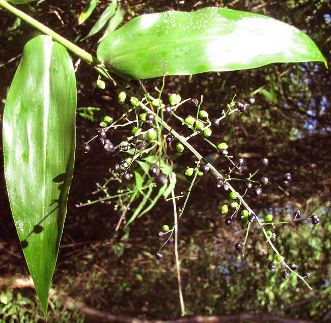 LASIACIS RUSCIFOLIA