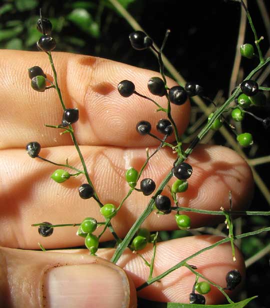 LASIACIS RUSCIFOLIA