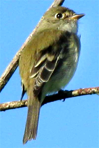 Least Flycatcher, EMPIDONAX MINIMUS