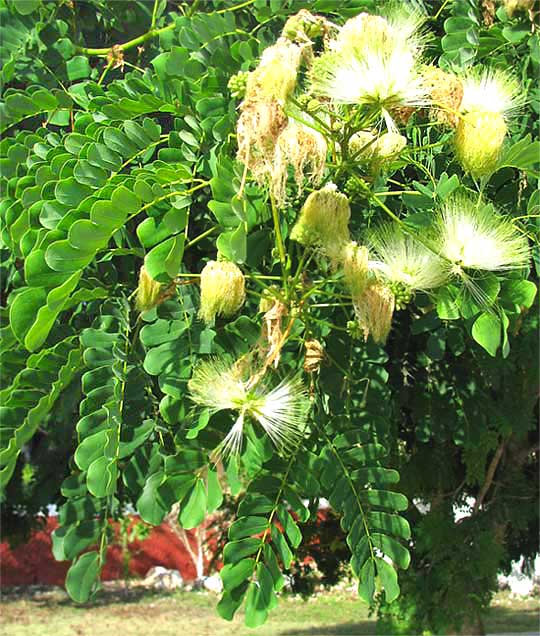 Lebbeck-Tree, ALBIZIA LEBBECK, flowering