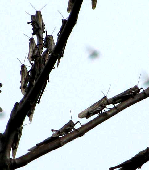 locust outbreak in Yucatan, Mexico, January 11, 2009