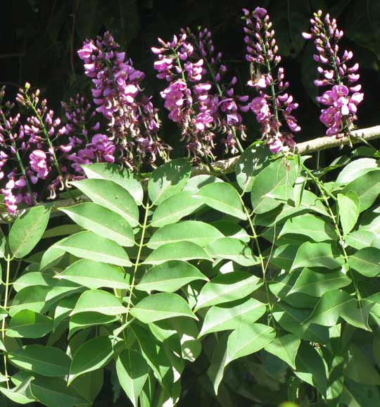 LONCHOCARPUS {VIOLACEUS} PUNCTATUS, flowers & leaves