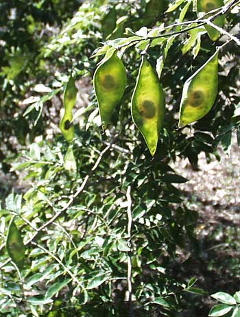 LONCHOCARPUS {VIOLACEUS} PUNCTATUS, fruits, or legumes