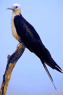 Magnificent Frigatebird, immature, photo by Cotting White