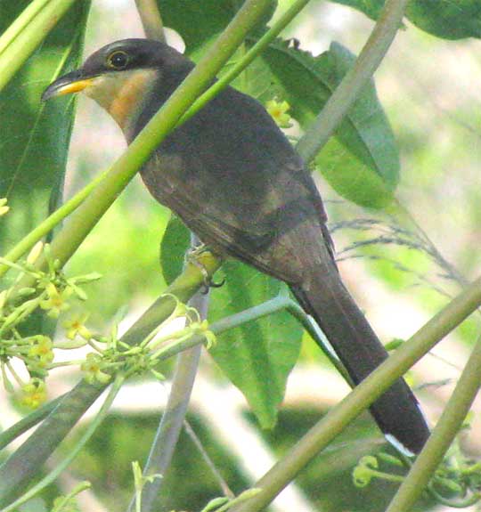 Mangrove Cuckoo, COCCYZUS MINOR PALLORIS
