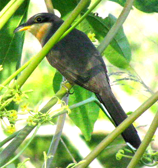 Mangrove Cuckoo, COCCYZUS MINOR PALLORIS