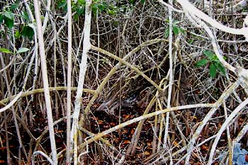 tangle of Red Mangrove roots