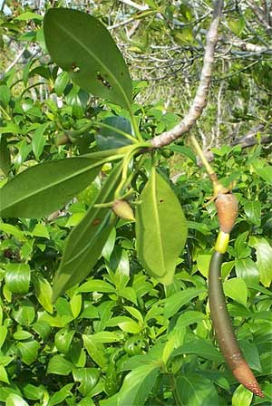 Red Mangrove fruit, Rhizophora mangle