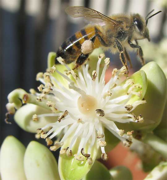 Manila Palm, ADONIDIA MERRILLII, flower with honeybee