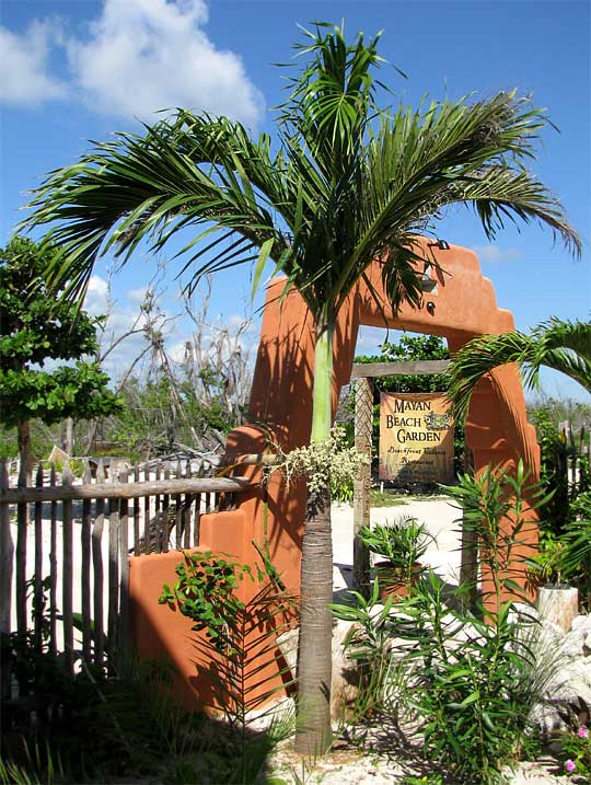 Manila Palm, ADONIDIA MERRILLII