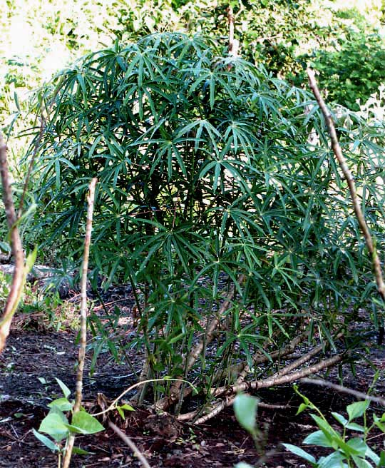 CASSAVA/ MANIOC/ TAPIOCA/ YUCA, Manihot esculenta