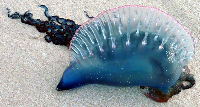 Portuguese Man-of-war, PHYSALIA PHYSALIS