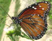 Danaus eresimus montezuma