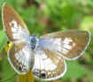 Leptotes cassius