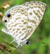 Leptotes cassius