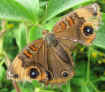 Junonia 