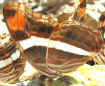 Adelpha paraena massilia