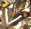 Adelpha paraena massilia