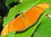 Dryas iulia moderata