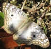 Anartia jatrophae