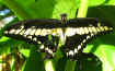 Papilio thoas