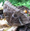 Morpho helenor