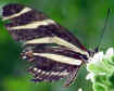 Heliconius charithonia