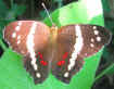 Anartia fatima