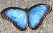 Morpho helenor montezuma