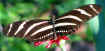 Heliconius charithonia