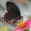 Parides montezuma