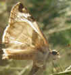 Heliopetes laviana