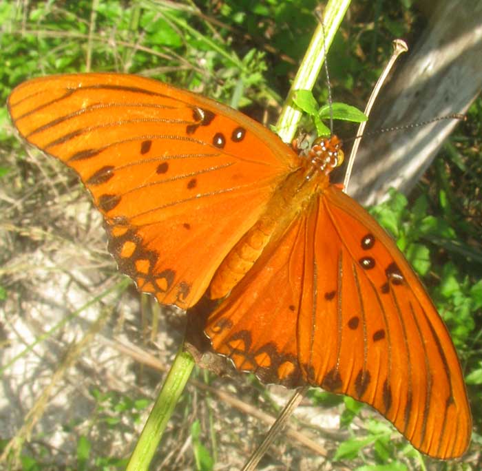 Gulf Fritillary, GRAULIS VANILLAE INCARNATA, top view