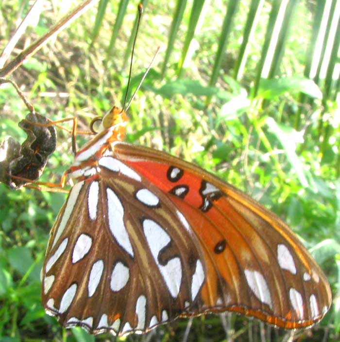 Gulf Fritillary, GRAULIS VANILLAE INCARNATA, side view