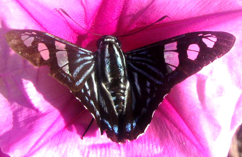 Belus Skipper or Beautiful Beamer, PHOCIDES BELUS