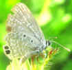 Hemiargus ceraunus