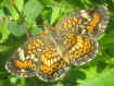 Phyciodes phaon