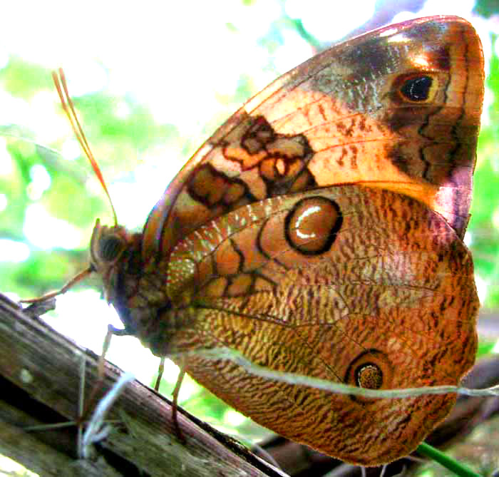 Split-banded Owl-Butterfly, OPSIPHANES CASSINA