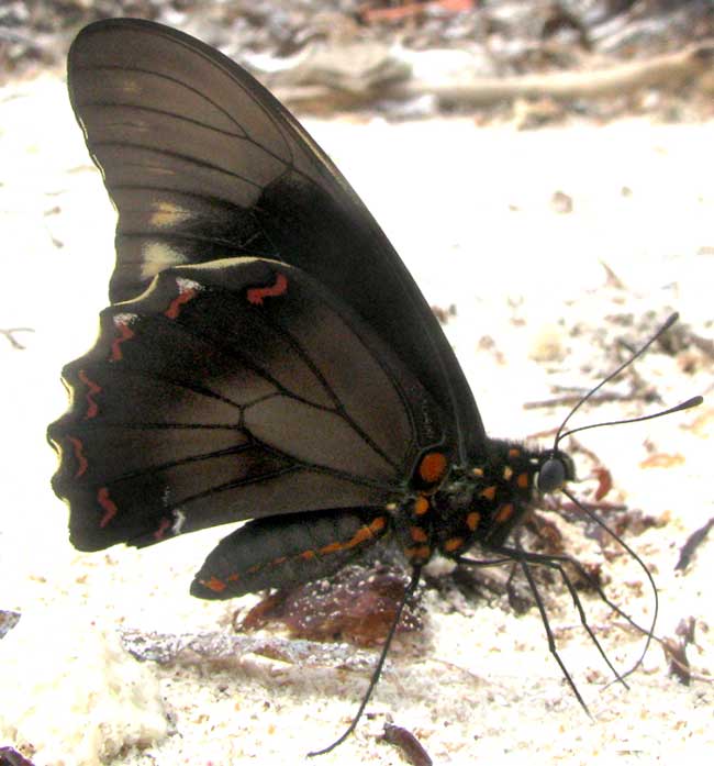 Polydamas Swallowtail, BATTUS POLYDAMAS