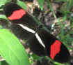 Heliconius erato