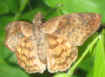 Timochares ruptifasciata